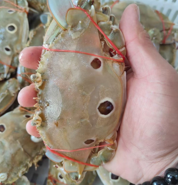 [红星梭子蟹批发]三眼蟹三目蟹三点蟹红星梭子蟹枪蟹海虫水蟹门蟹盖