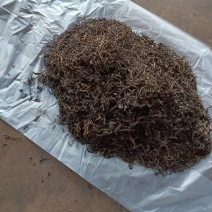 茶园批发规格齐全全国供应岩茶