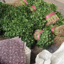 香菜