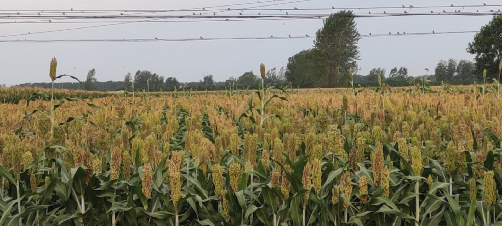 一片蒿子秆田地在春日里盛开,远处可见忙碌的蜜蜂与飞舞的蝴蝶,构成一幅田园风光图 蒿子秆田间开花场景