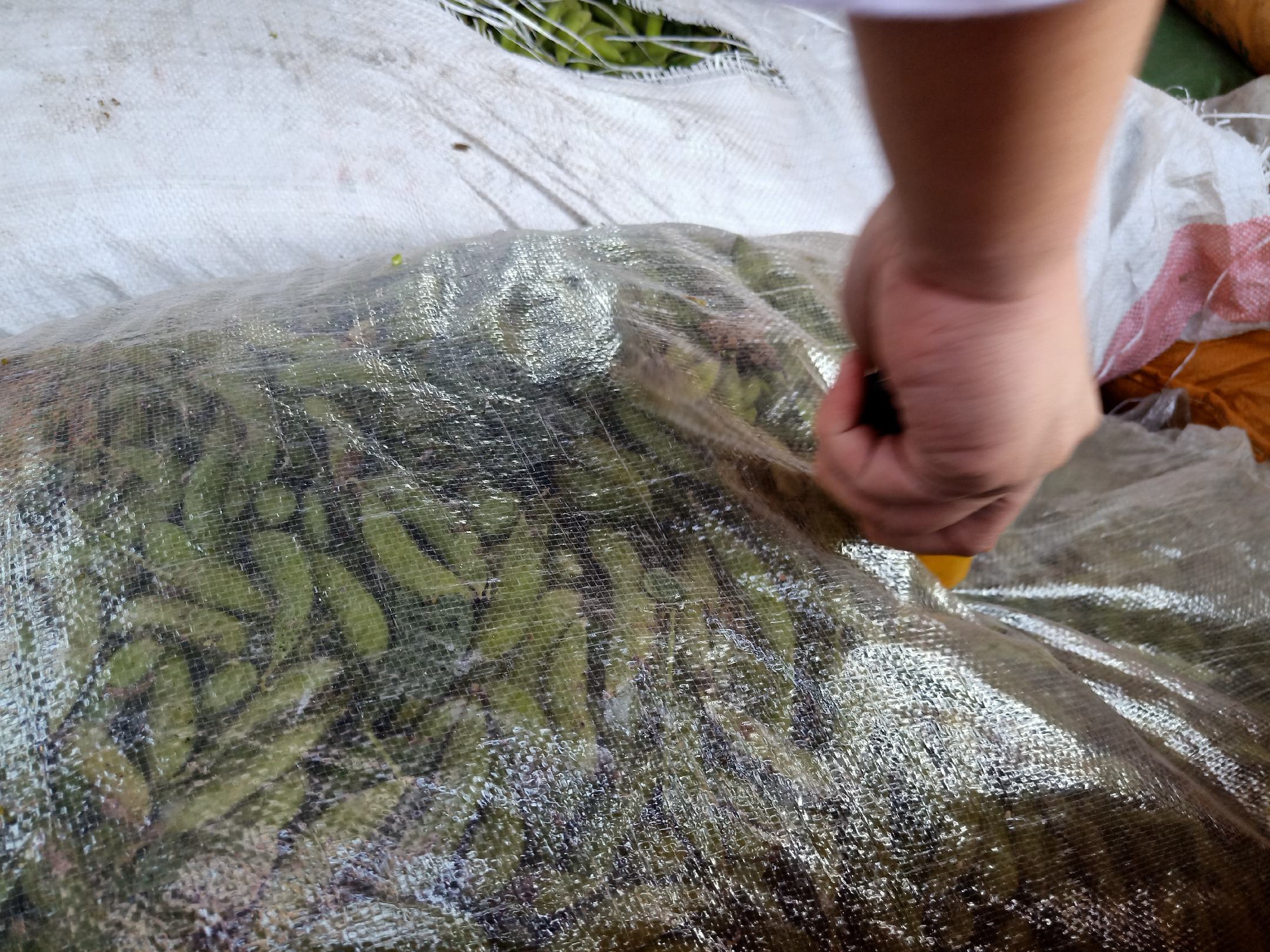 一个透明密封保鲜盒中装有浅绿色煮熟的带壳毛豆,盒子放置在冰箱冷藏层的蔬果格中,背景可见其他蔬菜如黄瓜和胡萝卜,温度显示为4℃ 熟毛豆冷藏储存示意图