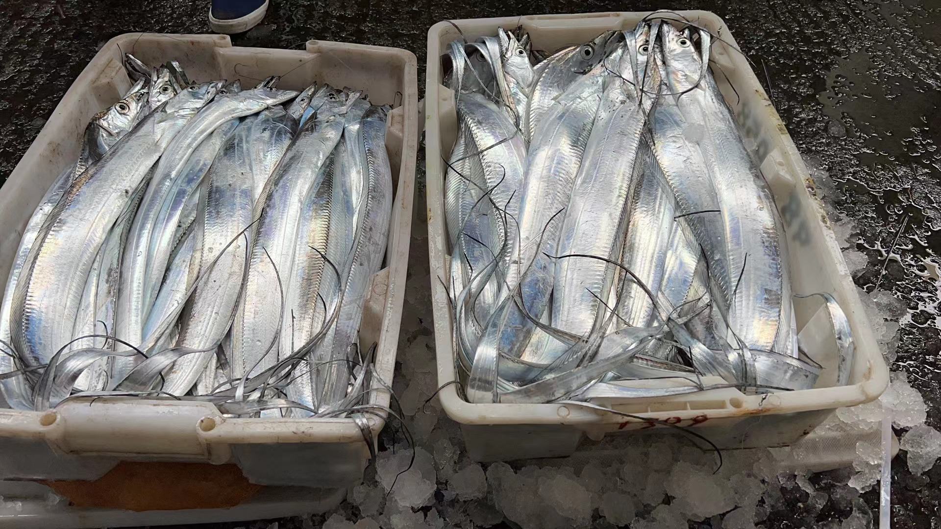 市场摊位上摆放整齐的新鲜带鱼,鱼体泛着银光,旁边有冰块保持新鲜 市场中摆放整齐的带鱼