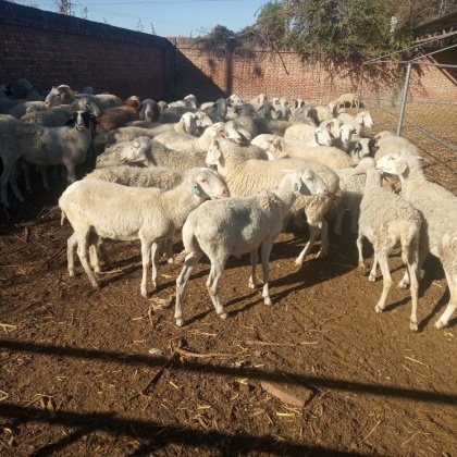 大小随便挑选澳洲白绵羊阿勒泰绵羊澳洲白绵羊试试搜这些:绵羊绵羊