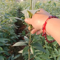 楠木袋苗，小叶贞楠，金丝楠木，基地直发，一手货源质量保证