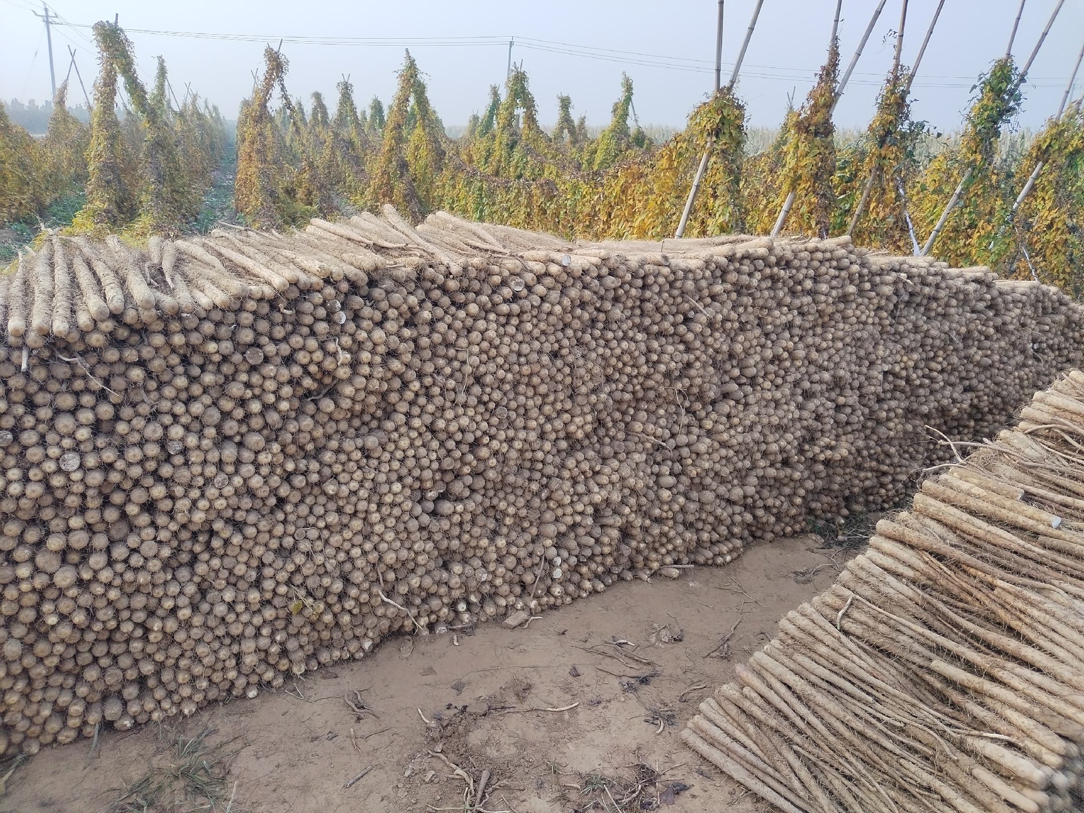 巨峰葡萄种植基地,展示整齐排列的葡萄藤和果穗 巨峰葡萄种植基地