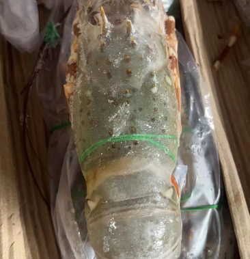 [小青龙批发]印度刺身级别小青龙质量保证价格1800.