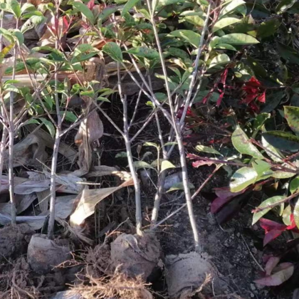 五莲县红叶石楠苗产地行情