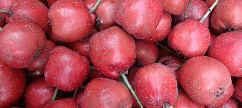 “浙样红”果品特写图