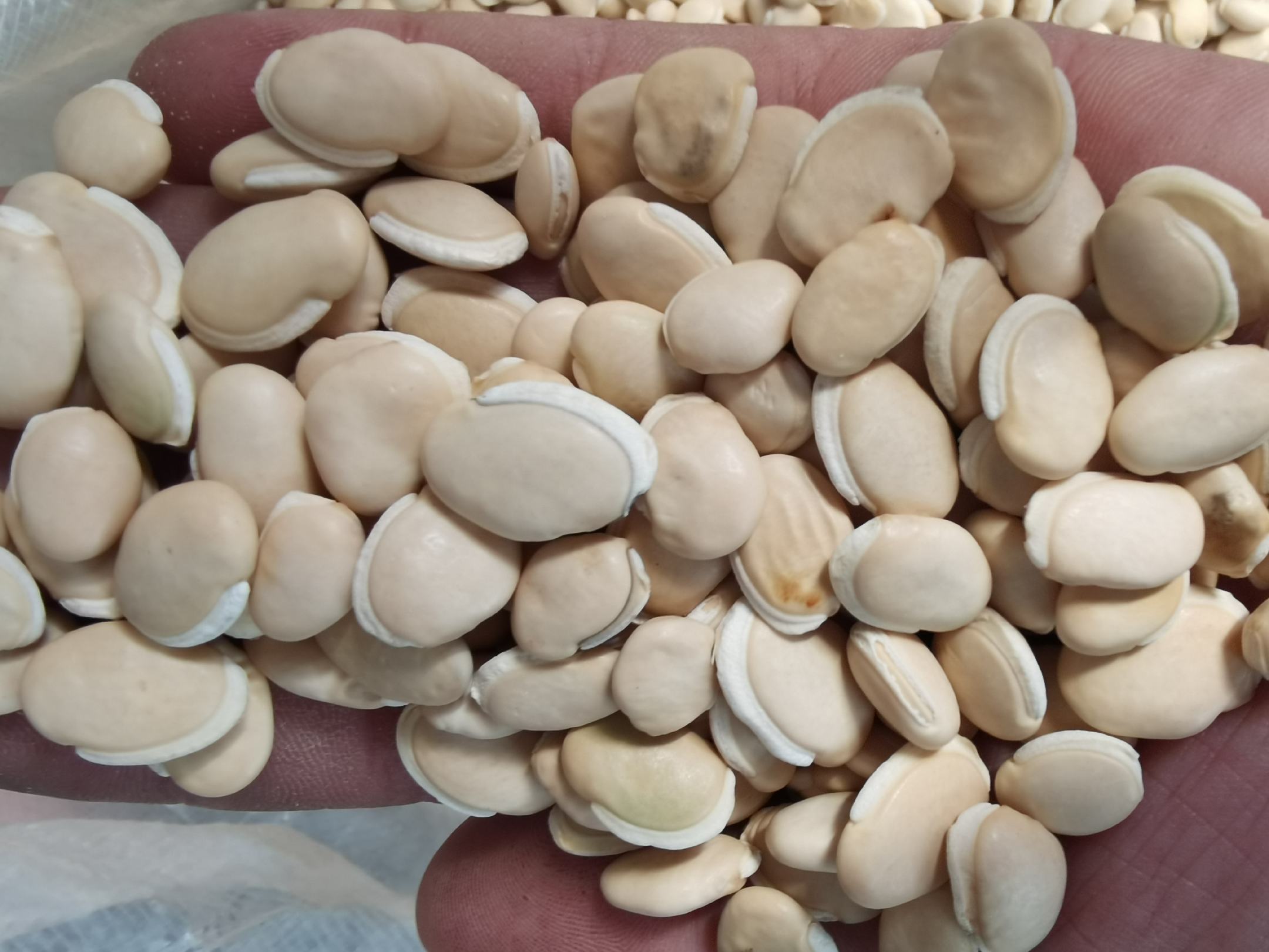 白扁豆与小米的原始食材对比图