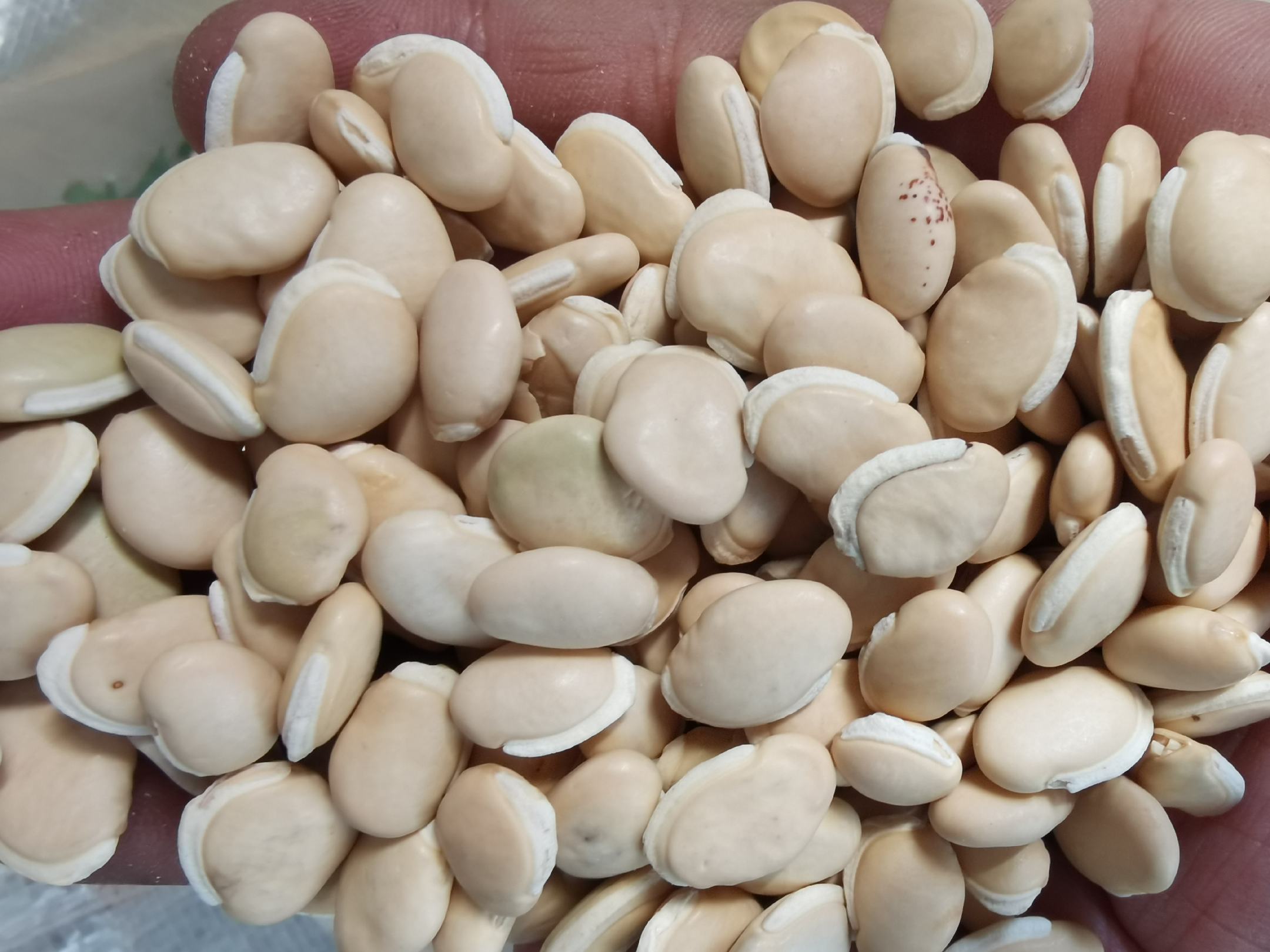白扁豆原貌特写
