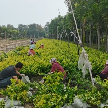 金森女贞杯苗大中小杯批发零售河南鄢陵蓝雨苗木基地
