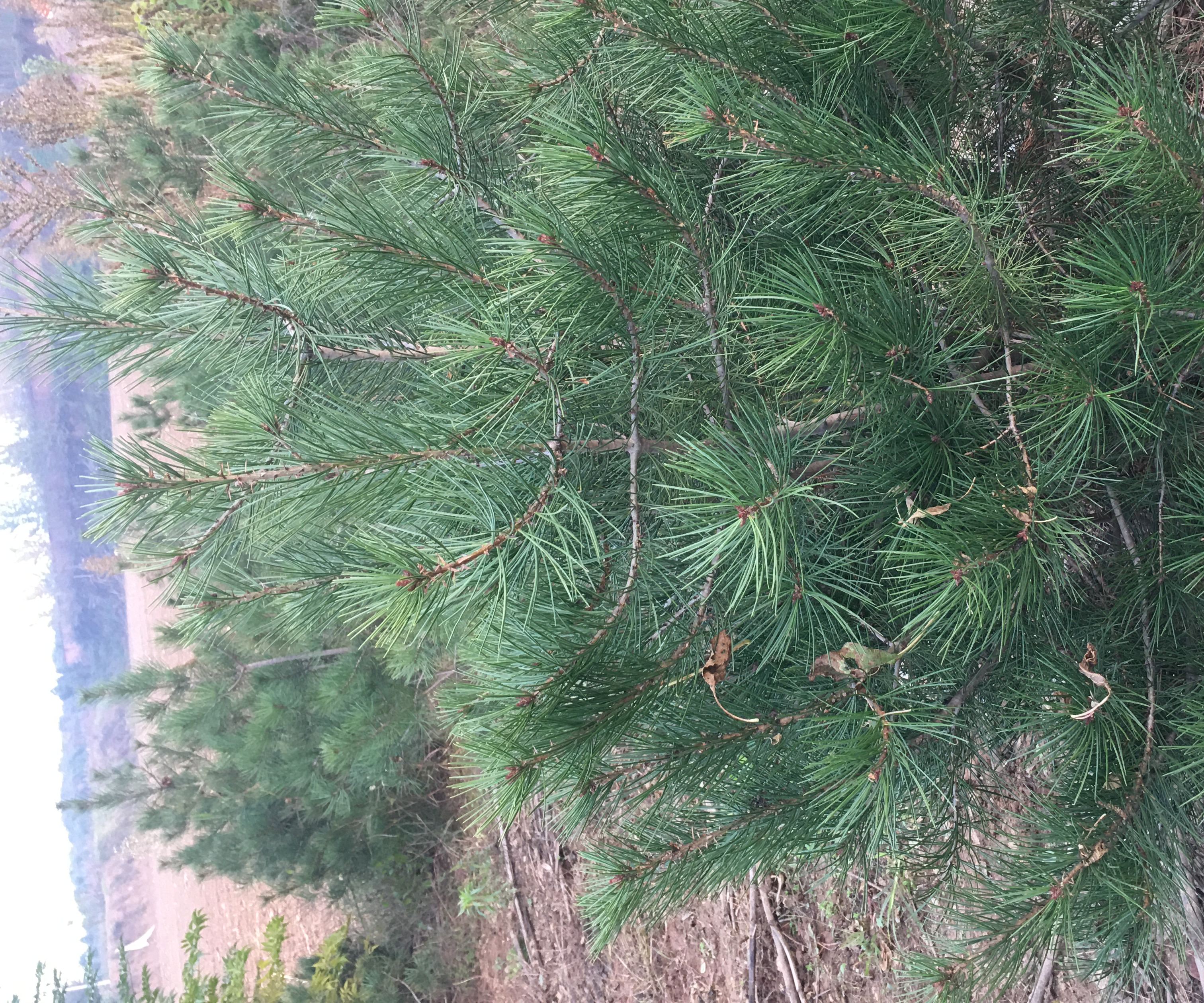 白皮松植物特写,展示其独特的白色树皮与针叶形态 白皮松植物特写