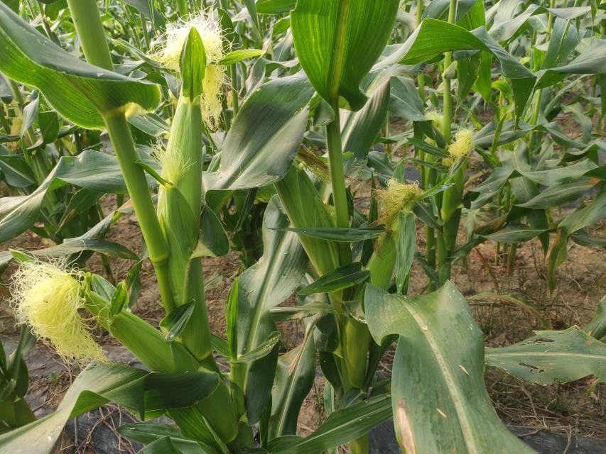 田间生长的水果玉米植株与成熟甜玉米植株并列展示,左侧为水果玉米,叶片较嫩,果穗较小且包裹紧密;右侧为常规甜玉米,植株更高大,果穗粗壮。两个品种的玉米棒子被剥开部分外叶,露出黄色籽粒,颜色略有差异,水果玉米色泽更亮泽 水果玉米与甜玉米对比图