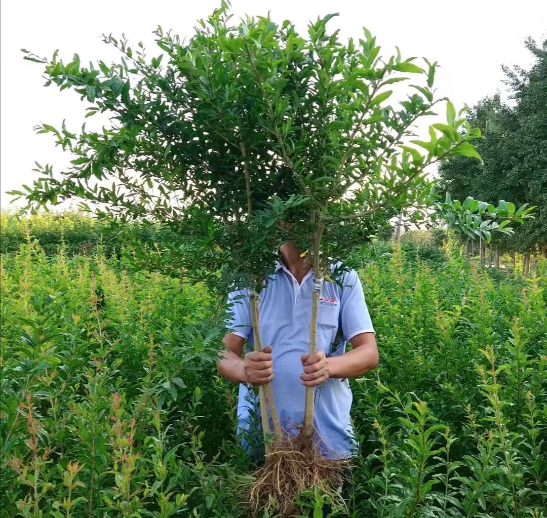 图片说明:展示优质软籽石榴树苗的形态特征,包括健康根系和绿色茎叶 软籽石榴树苗展示图