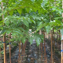 大量出售2至5分的麻楝小苗有须要的联系我
