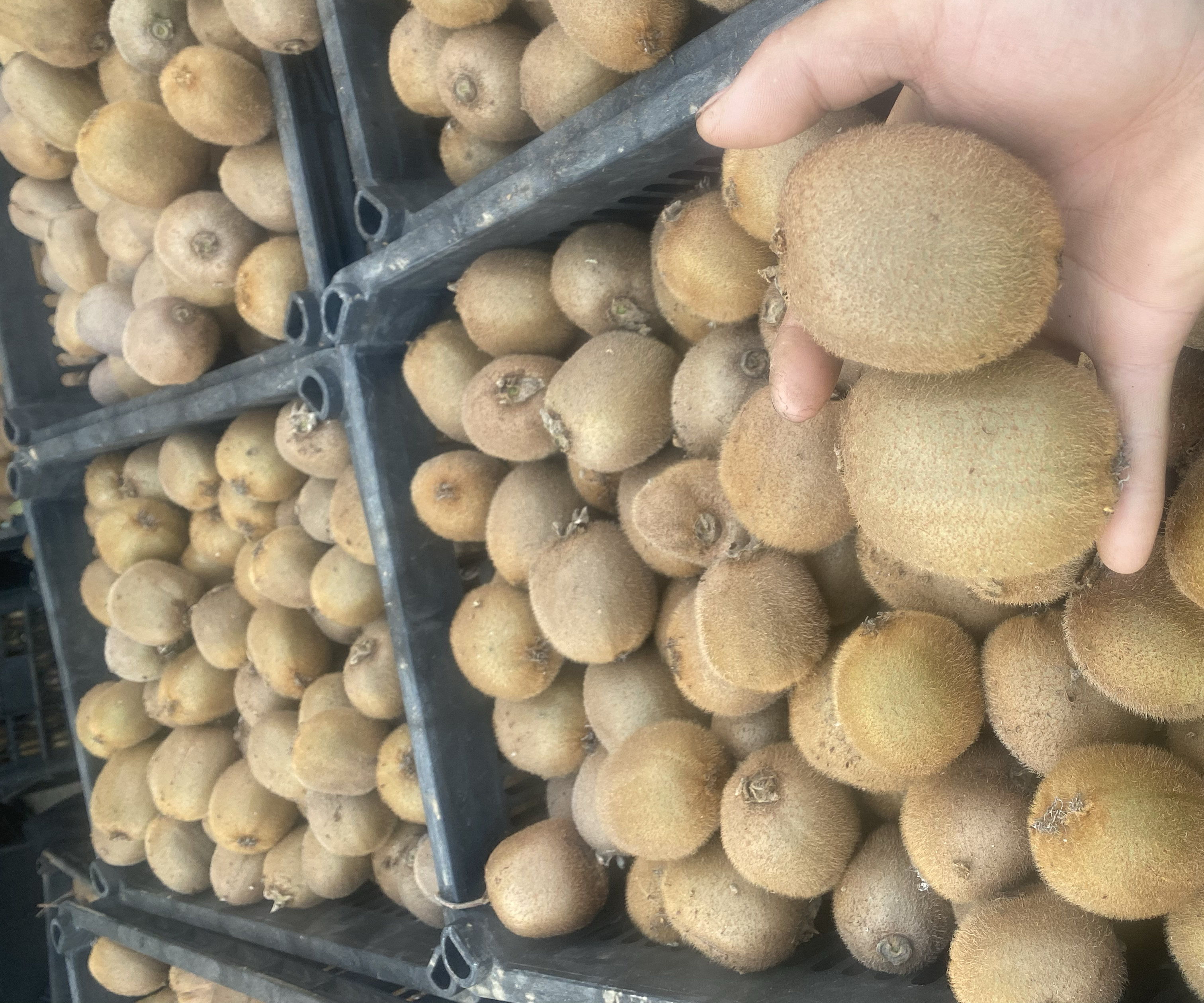 展示三组不同尺寸的海沃德猕猴桃并列摆放,左侧为直径约50mm的小果,中间为60-70mm的中果,右侧为大于70mm的大果;背景为果园土壤环境,果实表面有细密绒毛,切开一个展示内部翠绿色果肉与放射状黑色种子 海沃德猕猴桃不同大小果实对比图