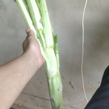 棒菜板叶棒菜质量很好需要的老板可以联系我