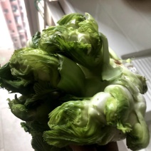 儿菜早熟精品