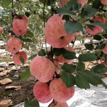 精品红富土苹果*货源充足*供应各地商超电商市场