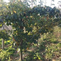 梨树