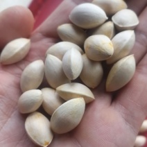 银杏果