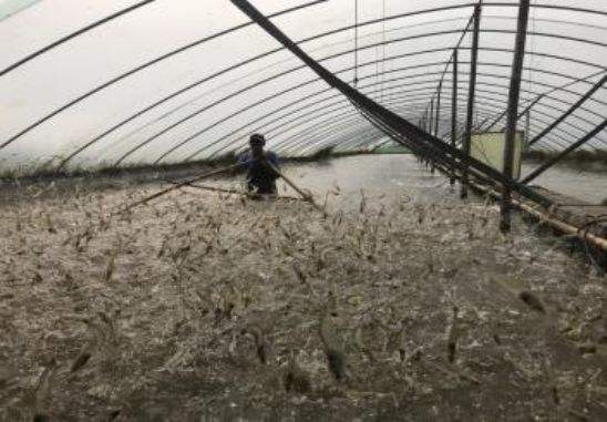 东北地区南美对虾温室养殖大棚实景图 南美对虾养殖大棚