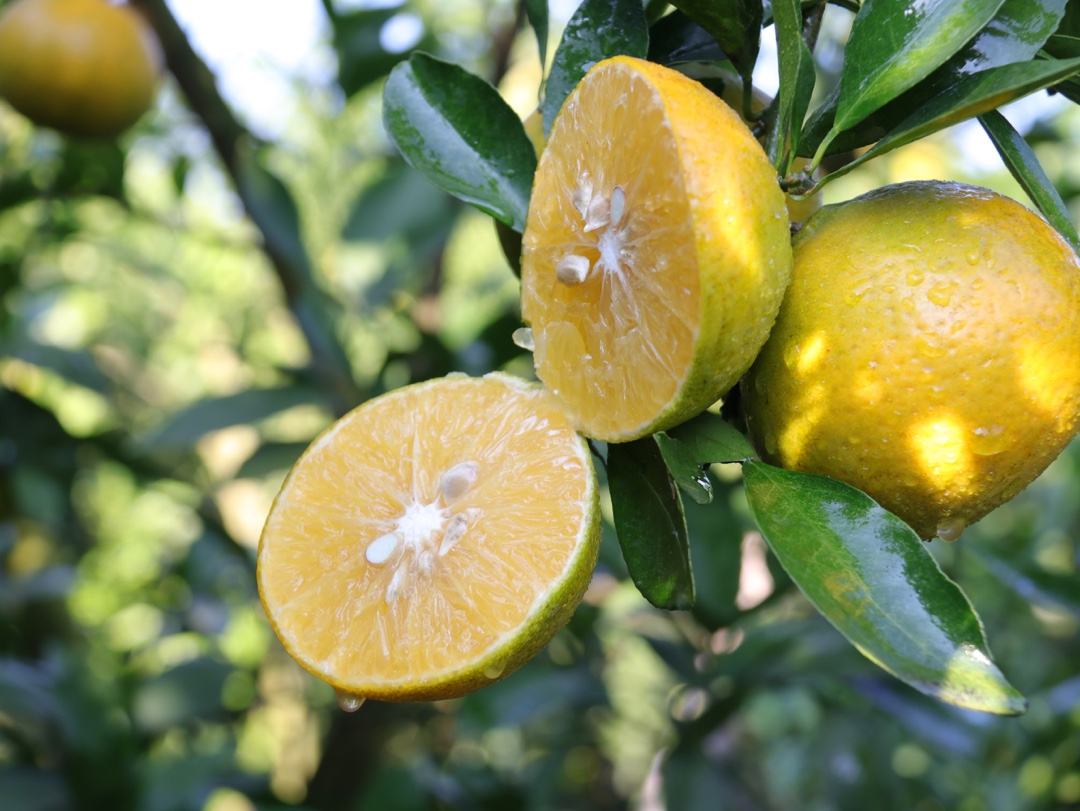 皇帝柑切面展示图