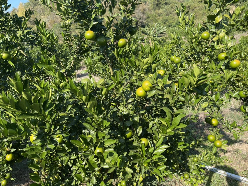 皇帝柑与帝王柑品种对比图