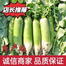 周口青萝卜量大从优诚信商家品质保证欢迎电话联系选购