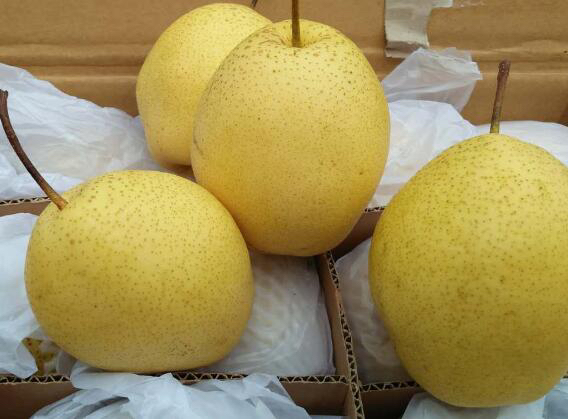 梨类水果选购技巧图