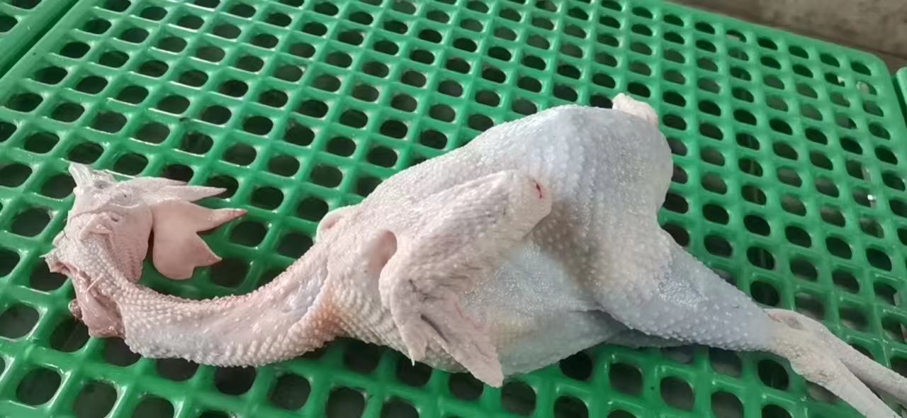 夏橙分级处理流程图：从采摘开始，经弹性测试、果蒂观察、切面检查、气味验证四步，分流至'鲜食''加工用''酵素原料'三路径，并标注各环节操作要点与禁忌