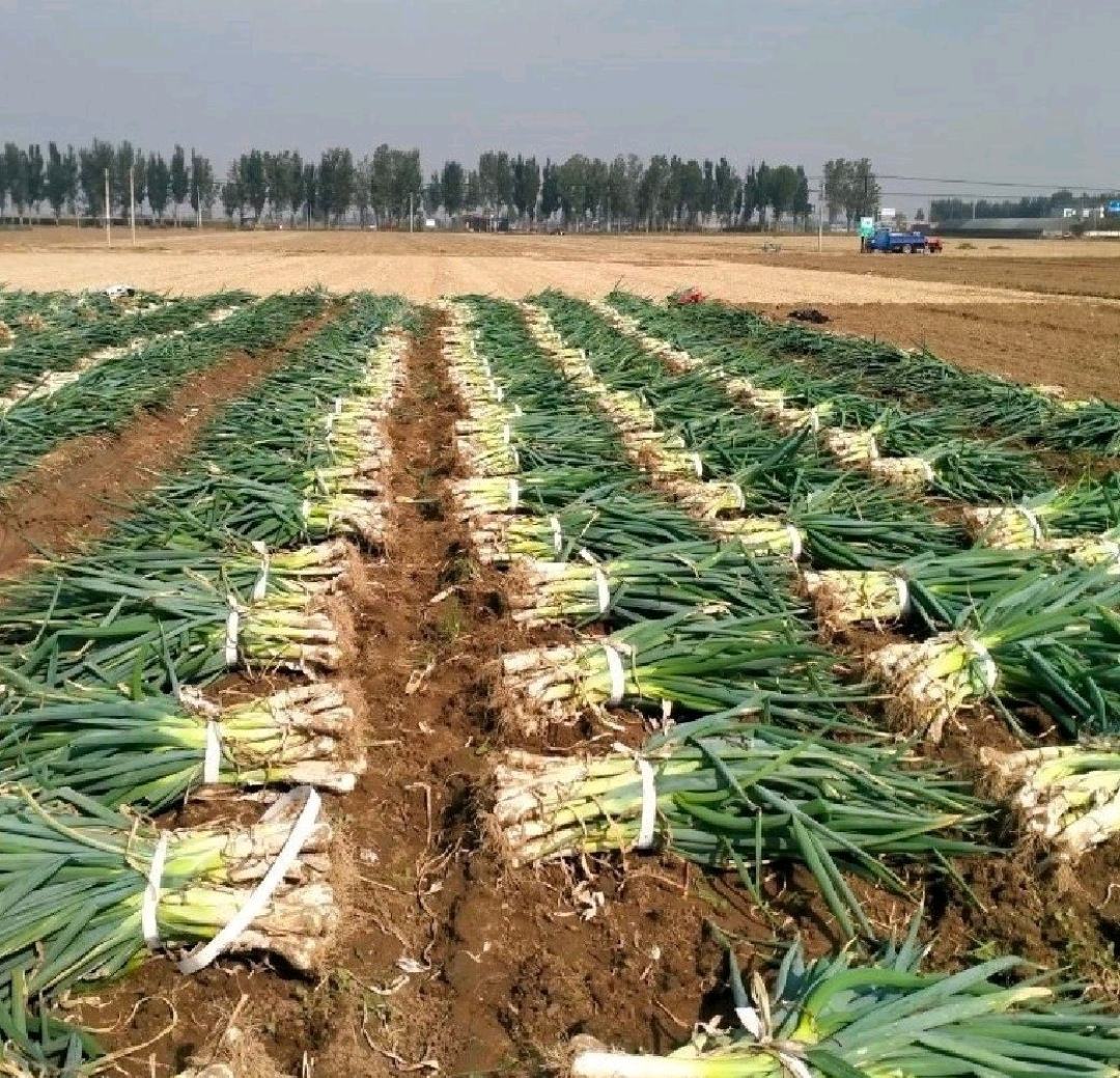 秋季阳光下,多位身穿民族服饰的农民正在田间采收大通鸡腿葱,他们将收割后的葱整齐摆放并用稻草捆扎,地面湿润,远处有农用车等待装运,空气中似乎弥漫着葱香 丰收季节农民在田间捆扎大通鸡腿葱