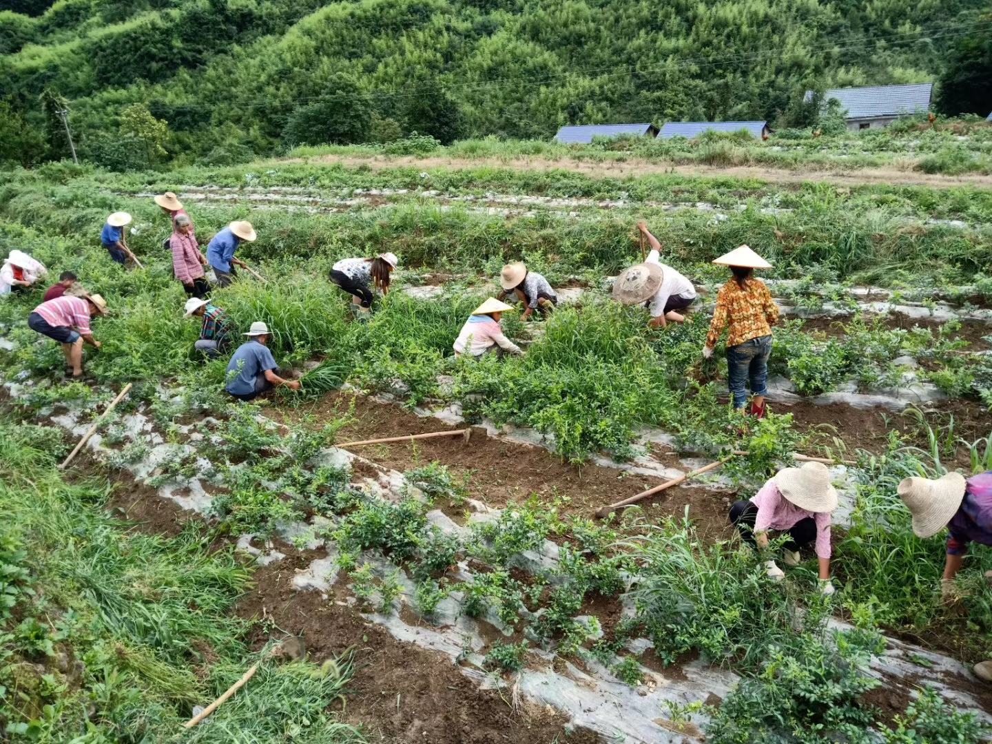 野菊花采摘图