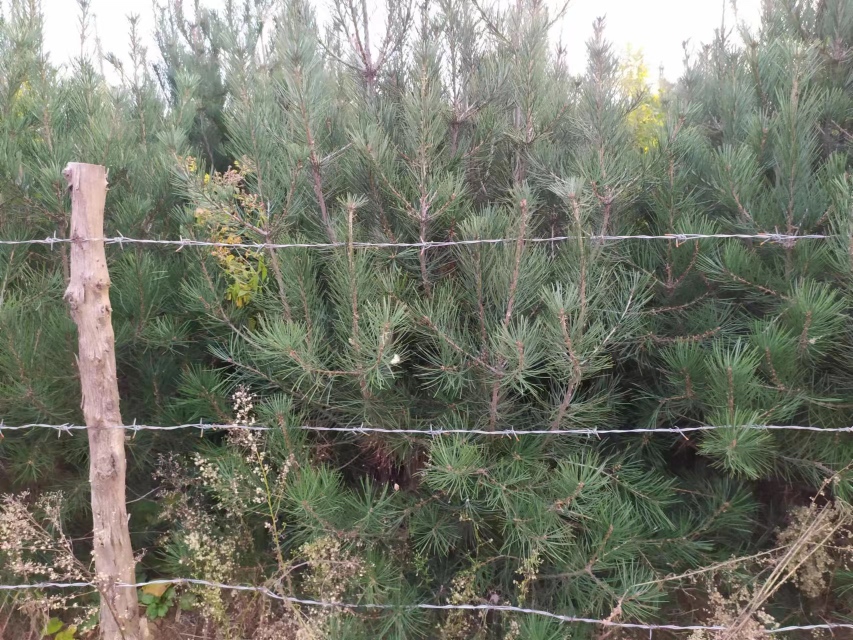 工作人员在对一棵古白皮松进行保护性维护,周围设有围栏和监测设备 白皮松保护现场