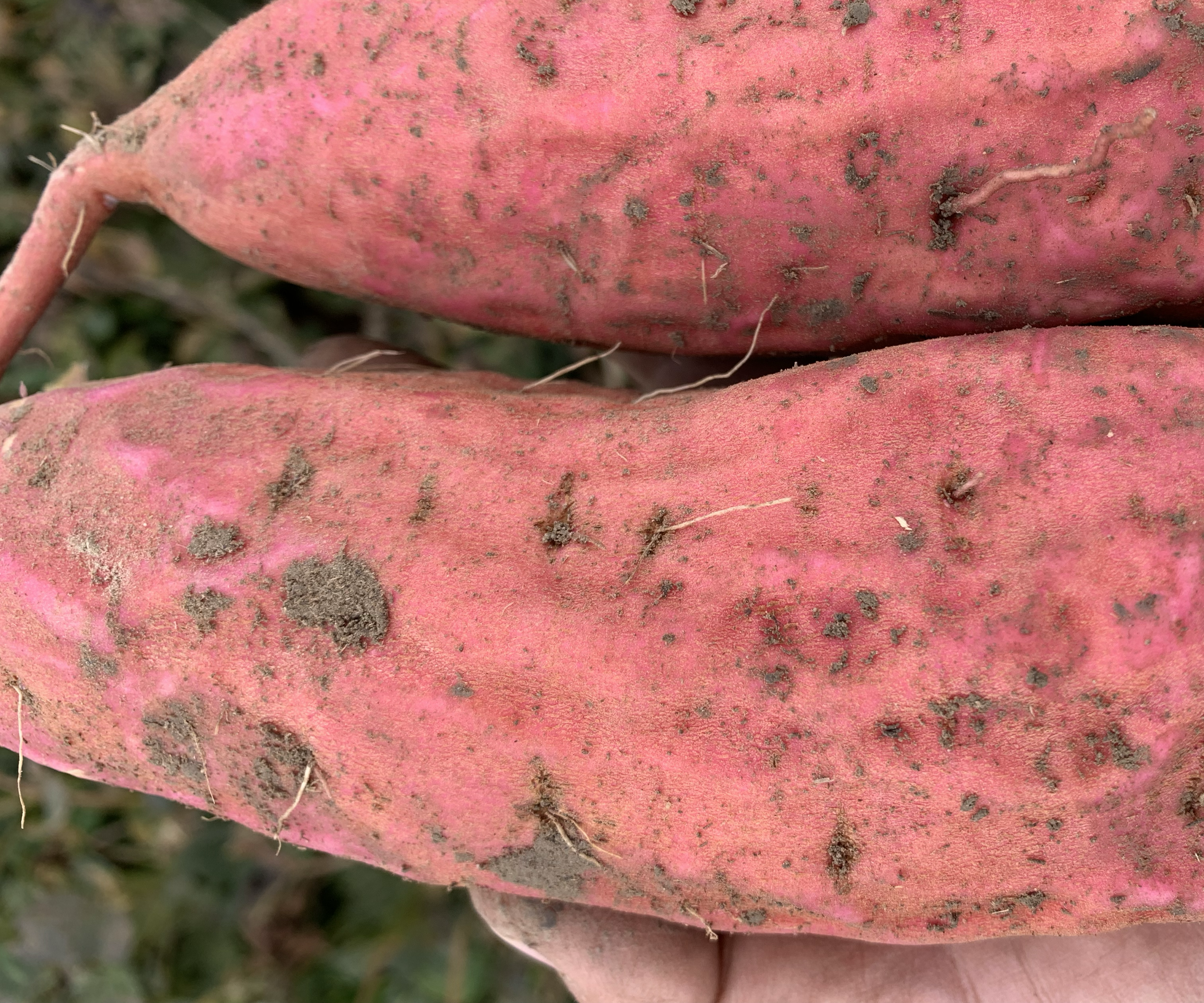 挑选烟薯25的实用技巧