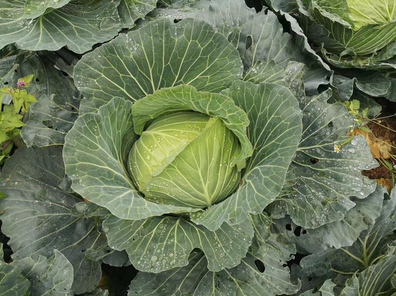 牛心甘蓝特写