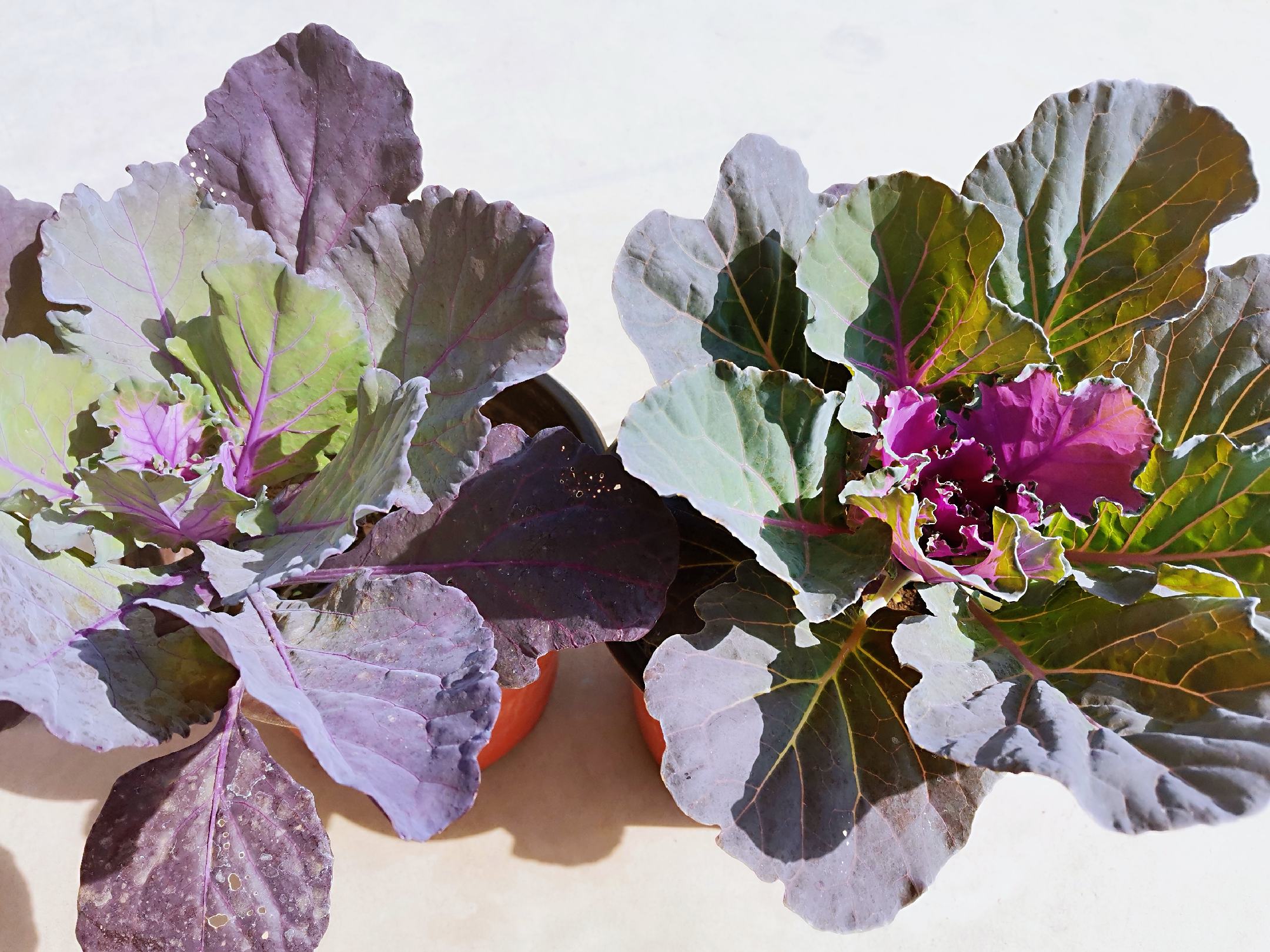 羽衣甘蓝品种对比图