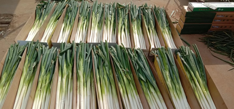 凉山大葱在批发市场销售现场,工人正在装箱 凉山大葱市场销售现场