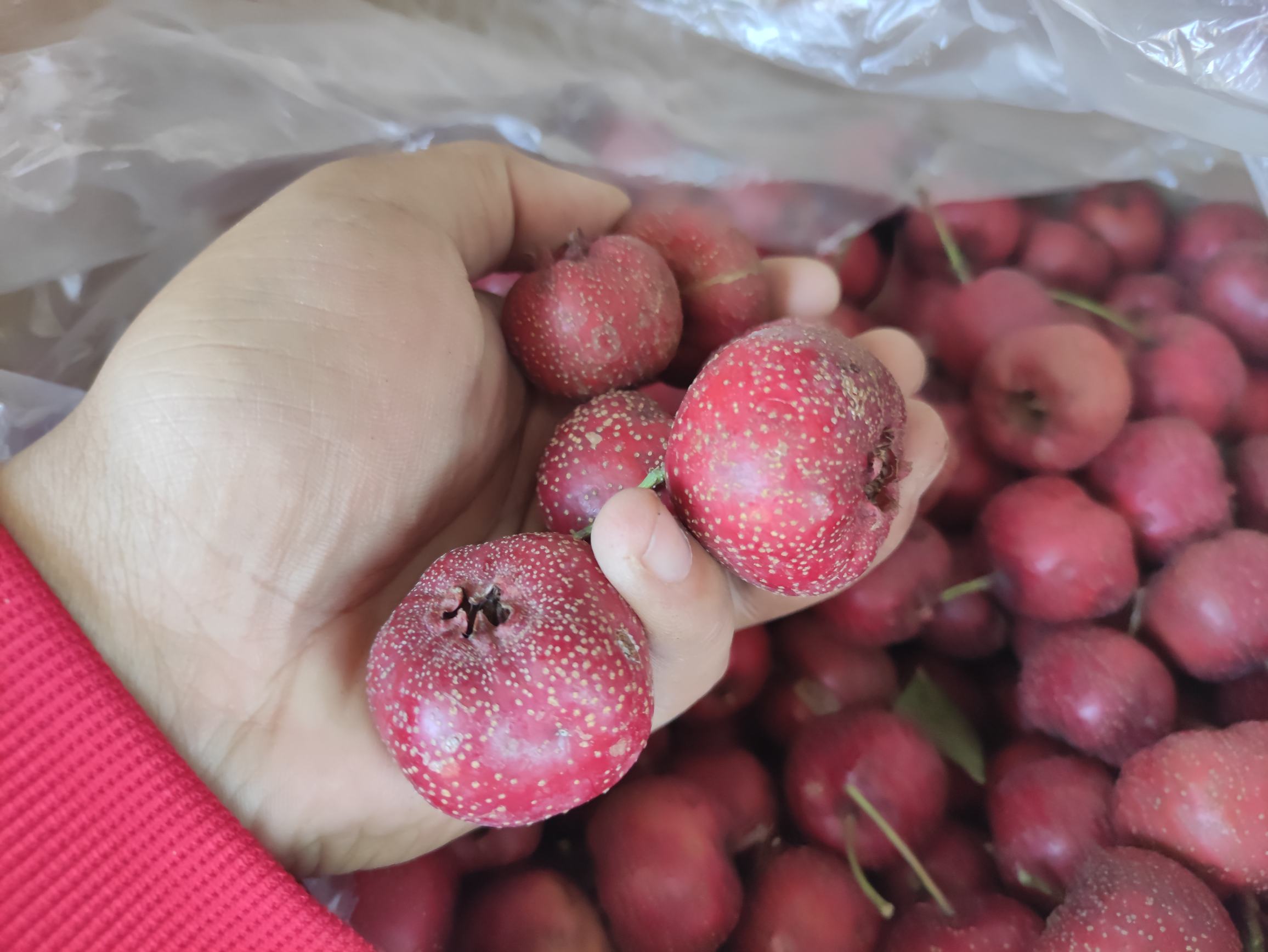 桑果山楂茶成品图