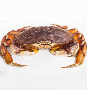 [面包蟹批发]珍宝蟹(生冻)价格45.00元/斤 - 一亩田