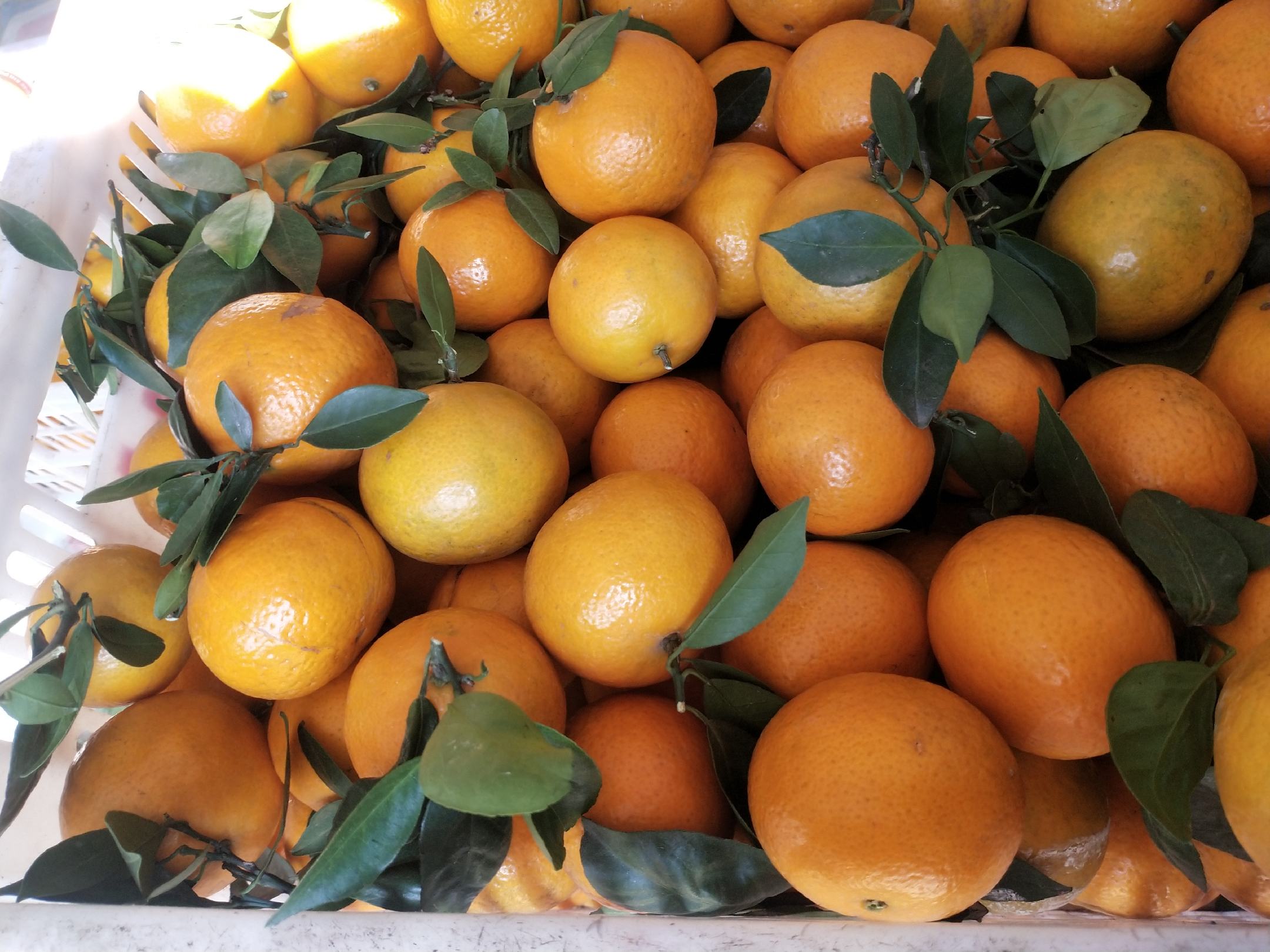 展示一杯刚刚榨好的皇帝柑果汁,色泽金黄,装在透明玻璃杯中,旁边摆放着新鲜皇帝柑 皇帝柑榨汁成品展示