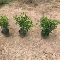 九里香，自家精品货，价格优惠，基地直供，期待合作