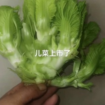 儿菜