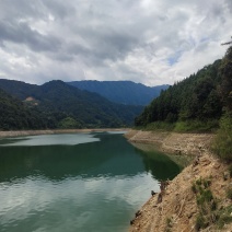 长年出售速冻花白鲢鱼头鱼身