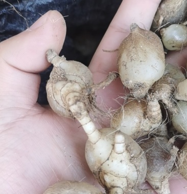 [白芨批发]圆白芨价格60.00元/斤 - 一亩田