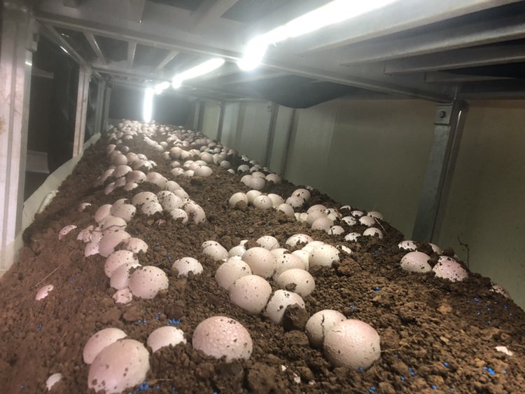 贵州林下红托竹荪种植基地航拍图