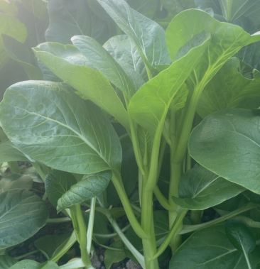 上海菜苔菜心基地直供常年有货学校食堂一手货源