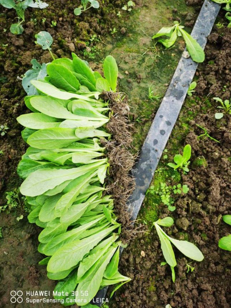 莴笋苗,二青,三青莴笋苗,品种品质优良,量大从优