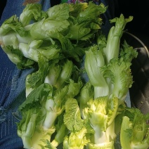 儿菜，口感清脆，产地四川彭州新鲜早熟儿菜上市