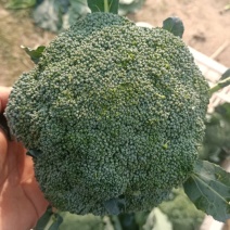 西瓜，西兰花，儿菜